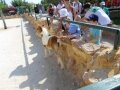 Δράσεις